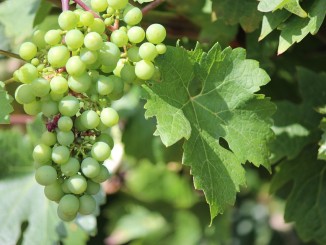 Jak prospívá hroznové víno?