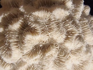 Co je korálovec?
