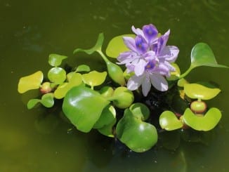 Co je vodní hyacint?