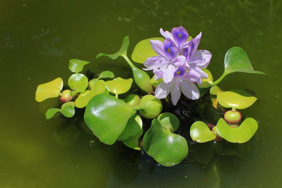 Co je vodní hyacint?