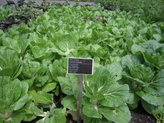 Jak prospívá pak choi?