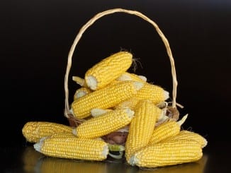 Jak prospívá kukuřice?