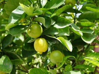 Jak pěstovat citrusy na zimní zahradě?