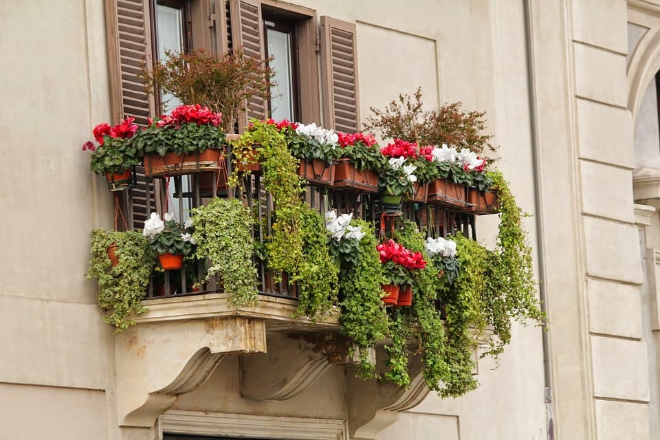 Jaké rostliny pěstovat na balkoně?