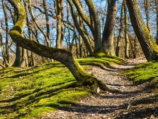 Jaké stromy nám pomohou na jaře doplnit energii?