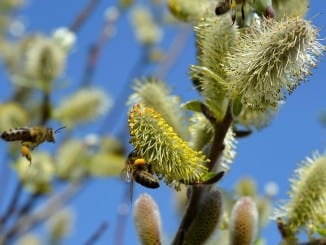 Jak na pylovou alergii?