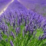 Aroma difuzéry od společnosti doTERRA: Vůně a zdraví v jednom