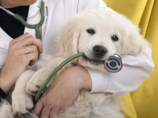 Veterinární pohotovost a klinika pomáhá s péčí o malá i velká zvířata