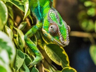 Chameleon aneb netradiční mazlíček pro děti
