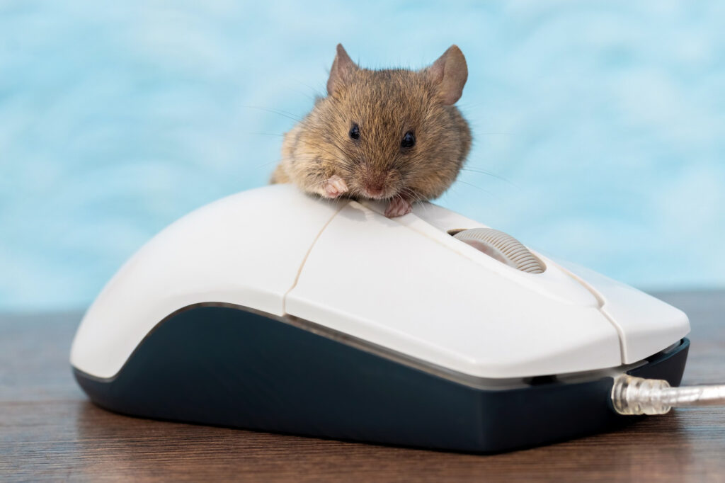 Jak vybrat myš k počítači: koupit ergonomickou, nebo stačí běžná?