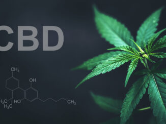 CBD hašiš aneb Neintoxikující alternativa s léčivými potenciály