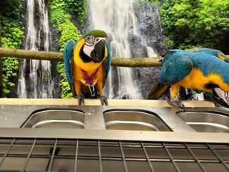 Jak zjednodušit krmení papoušků a udržet čistotu ve voliéře