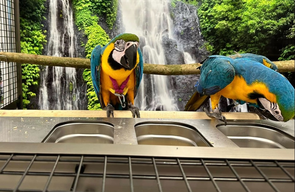Jak zjednodušit krmení papoušků a udržet čistotu ve voliéře